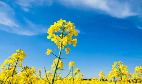 Hva er biodiesel: Utsikt over et blomstrende gult rapsfelt, den dominerende europeiske r&aring;varen for &aring; produsere B100-biodiesel (RME)