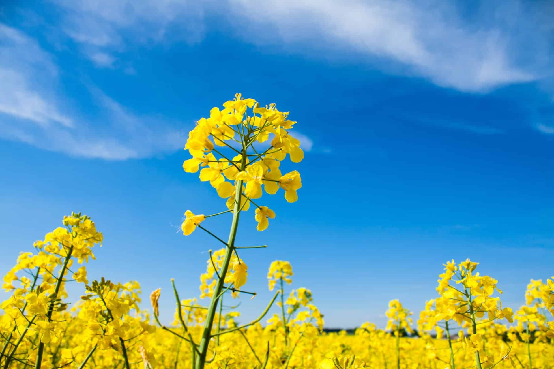 Hva er biodiesel: Utsikt over et blomstrende gult rapsfelt, den dominerende europeiske råvaren for å produsere B100-biodiesel (RME)